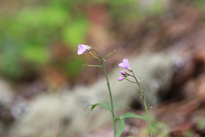 Cardamine nuttallii, photographed by Sean Haight