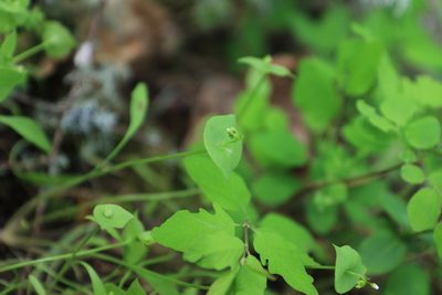 Claytonia parviflora, photographed by Sean Haight