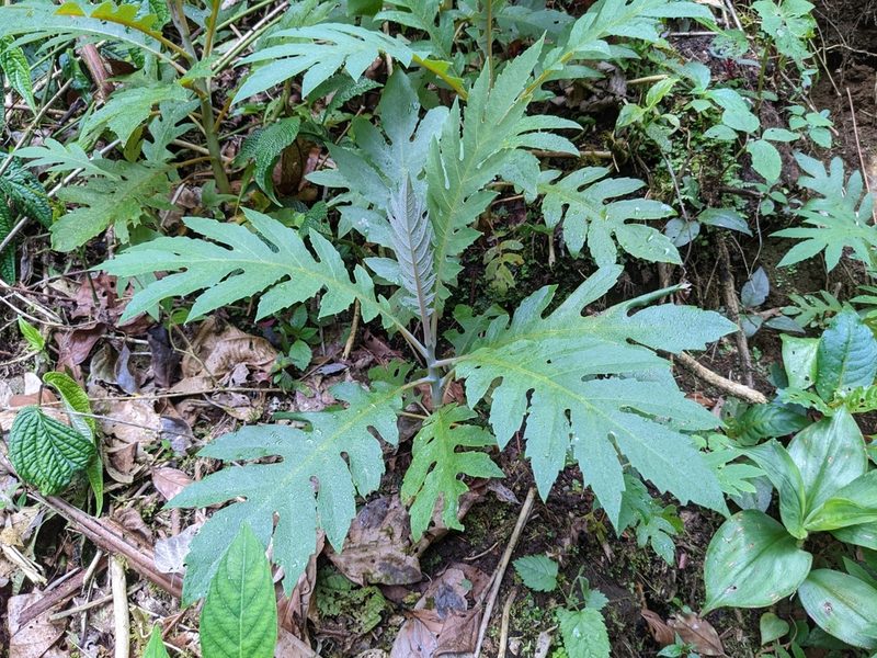 Bocconia frutescens, photographed by Attila Oláh