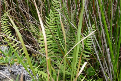 Christella dentata, photographed by Gary Williams