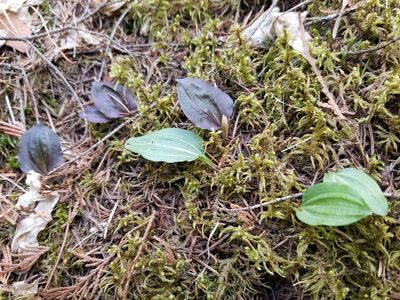 Calypso bulbosa, photographed by Megan Blackmore