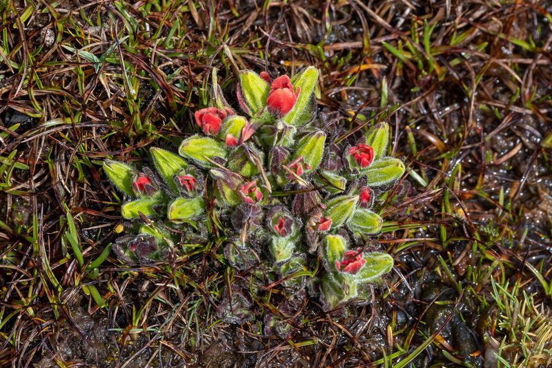 Castilleja nubigena, photographed by Thibaud Aronson
