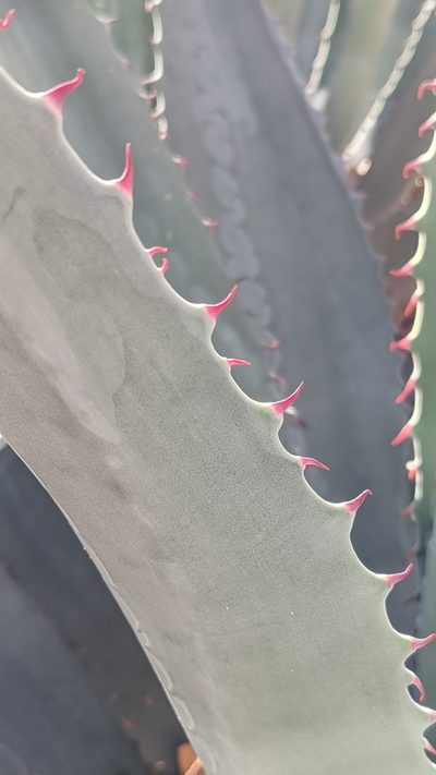 Agave phillipsiana, photographed by Darrin Gobble