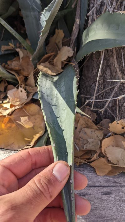 Agave phillipsiana, photographed by Darrin Gobble