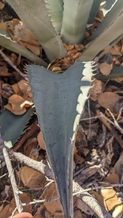 Agave phillipsiana, photographed by Darrin Gobble