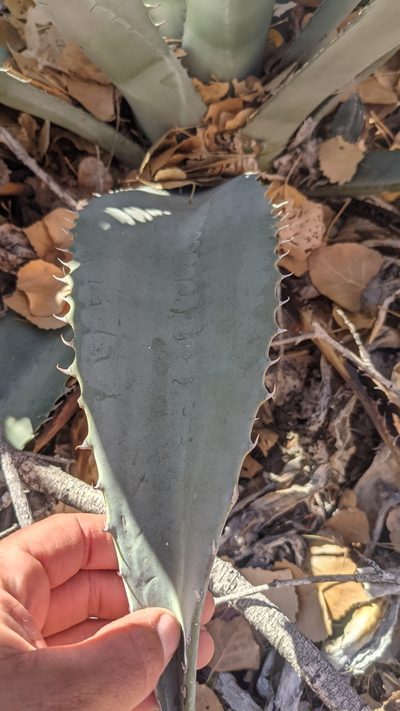 Agave phillipsiana, photographed by Darrin Gobble