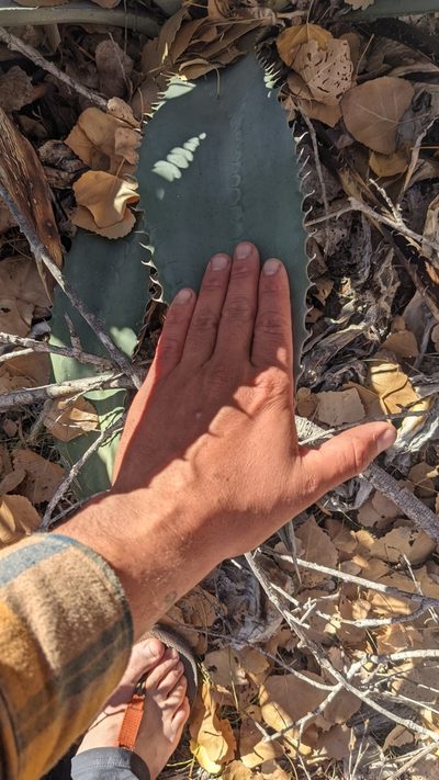 Agave phillipsiana, photographed by Darrin Gobble