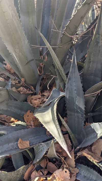 Agave phillipsiana, photographed by Darrin Gobble