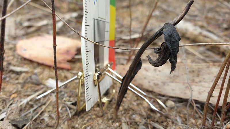 Pyrorchis nigricans, photographed by Rosalie Lawrence