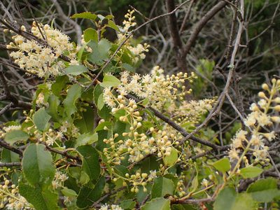 Prunus ilicifolia, photographed by George Williams