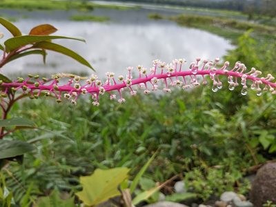 Phytolacca rivinoides, photographed by Attila Oláh