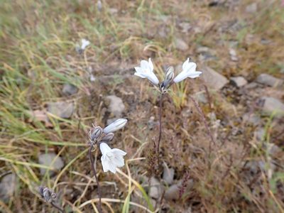 Triteleia grandiflora, photographed by Michael Bunsen