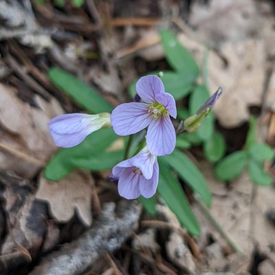 Cardamine nuttallii, photographed by Dominic Gentilcore