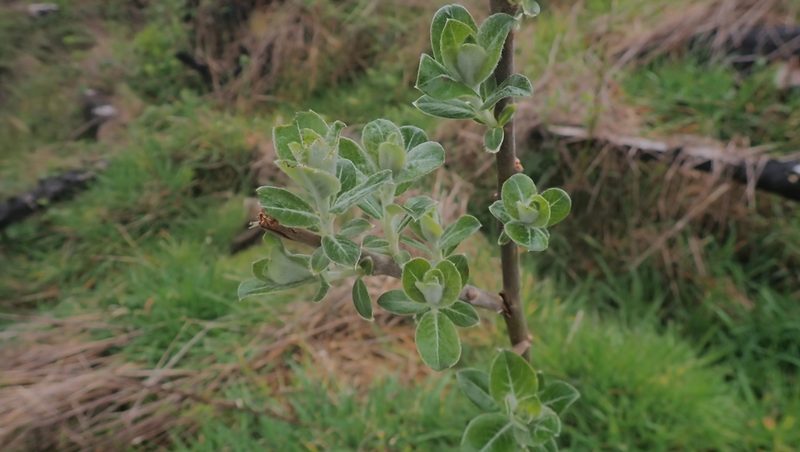 Salix hookeriana, photographed by Michael Bunsen