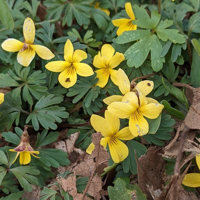 Viola sheltonii, photographed by Dominic Gentilcore