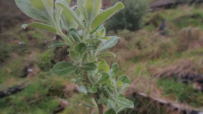 Salix hookeriana, photographed by Michael Bunsen