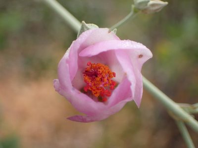 Malacothamnus nuttallii, photographed by George Williams