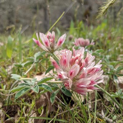 Trifolium macrocephalum, photographed by Dominic Gentilcore