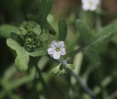 Pholistoma membranaceum, photographed by Cricket Raspet
