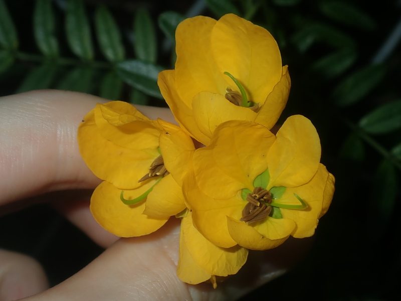 Senna barronfieldii, photographed by Thomas Mesaglio