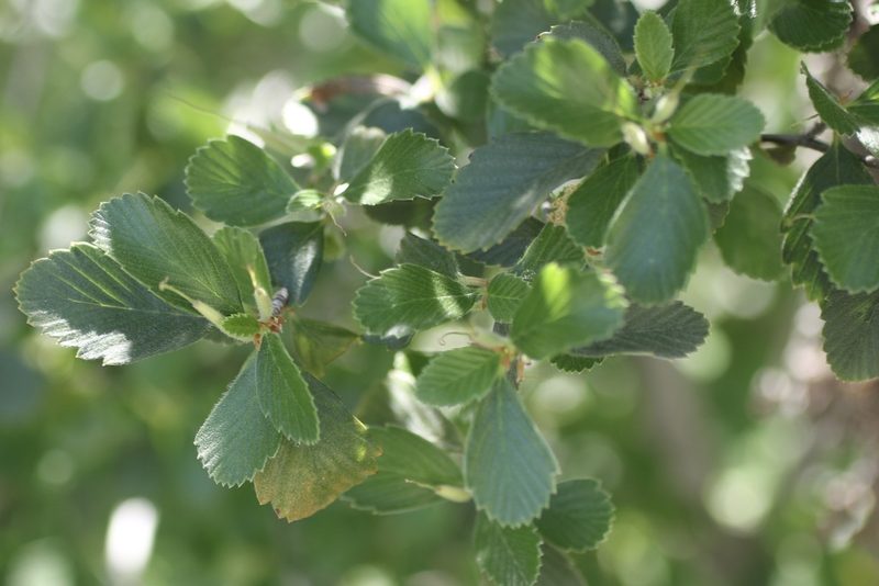 Cercocarpus betuloides, photographed by Cricket Raspet