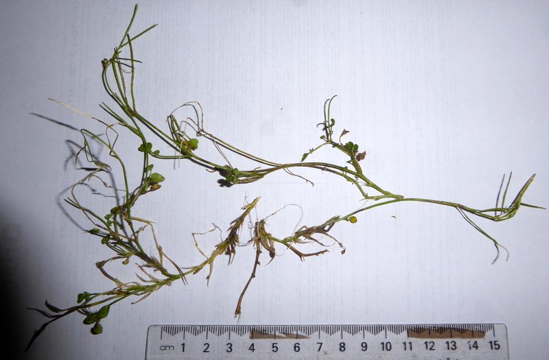 Cardamine panatohea, photographed by Peter de Lange