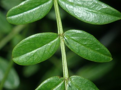 Senna barronfieldii, photographed by Thomas Mesaglio