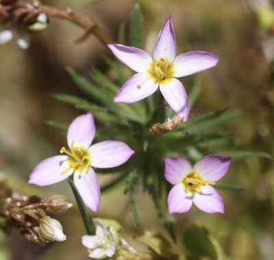Leptosiphon ciliatus, photographed by Cricket Raspet