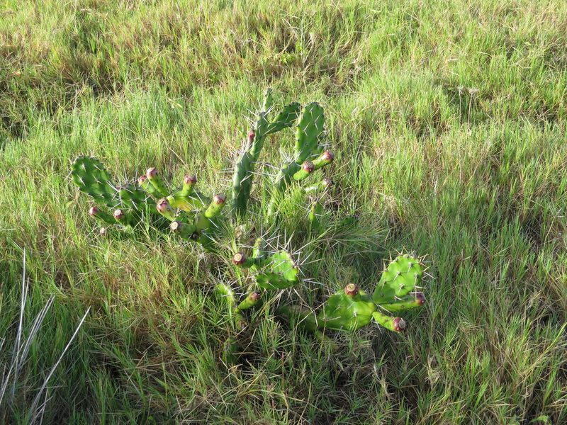 Opuntia arechavaletae, photographed by Rafael Tosi