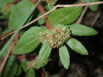 Euphorbia ophthalmica, photographed by Thomas Mesaglio