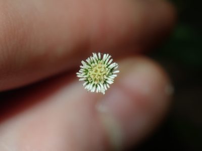 Solenogyne bellioides, photographed by Thomas Mesaglio