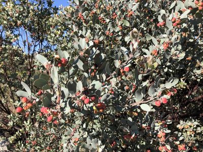 Arctostaphylos silvicola, photographed by Nicholas Wei