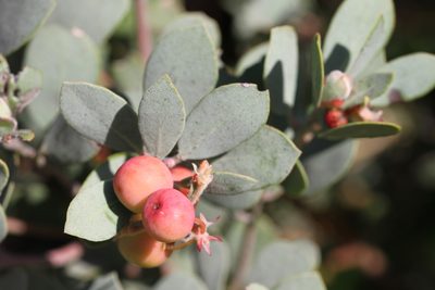 Arctostaphylos silvicola, photographed by Nicholas Wei