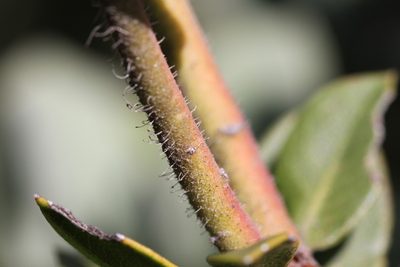 Arctostaphylos crustacea, photographed by Nicholas Wei