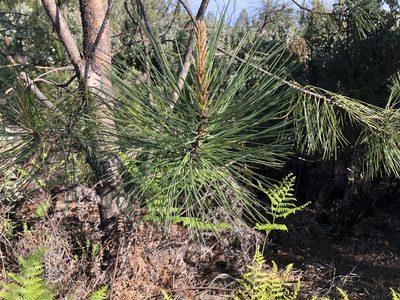 Pinus attenuata, photographed by Nicholas Wei