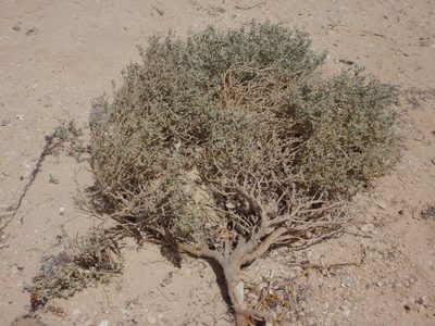Zygophyllum album, photographed by Christian Berg