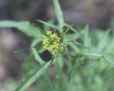 Sisymbrium irio, photographed by Cricket Raspet