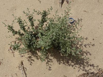 Nitraria retusa, photographed by Christian Berg