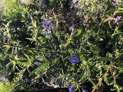 Ceanothus papillosus, photographed by Nicholas Wei