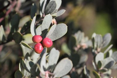 Arctostaphylos silvicola, photographed by Nicholas Wei