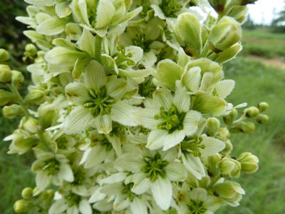 Veratrum oxysepalum, photographed by Andreas Taeger