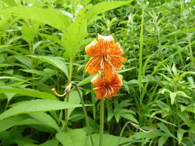 Lilium medeoloides, photographed by Andreas Taeger