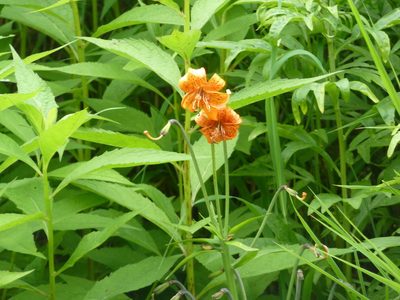 Lilium medeoloides, photographed by Andreas Taeger