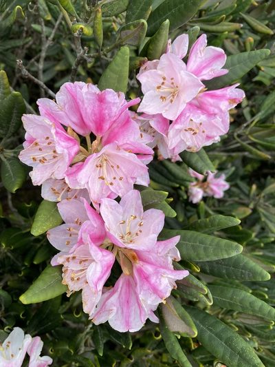 Rhododendron simiarum, photographed by Toby Y