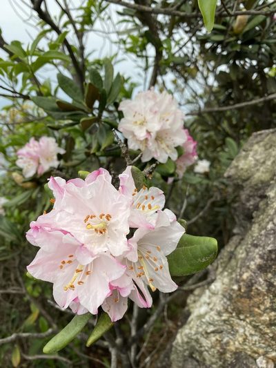 Rhododendron simiarum, photographed by Toby Y