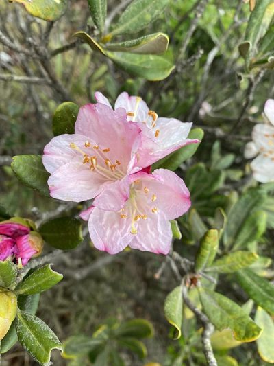 Rhododendron simiarum, photographed by Toby Y