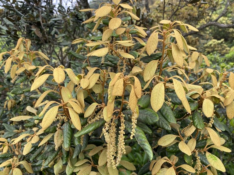 Quercus championii, photographed by Toby Y