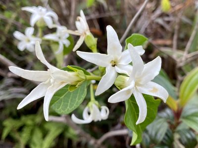 Jasminanthes mucronata, photographed by Toby Y