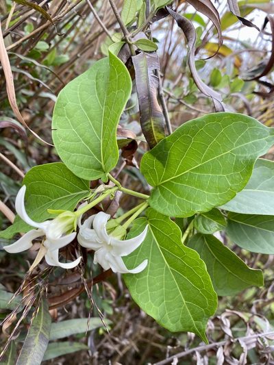 Jasminanthes mucronata, photographed by Toby Y