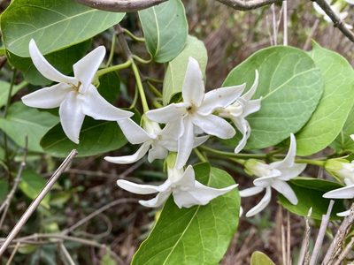 Jasminanthes mucronata, photographed by Toby Y